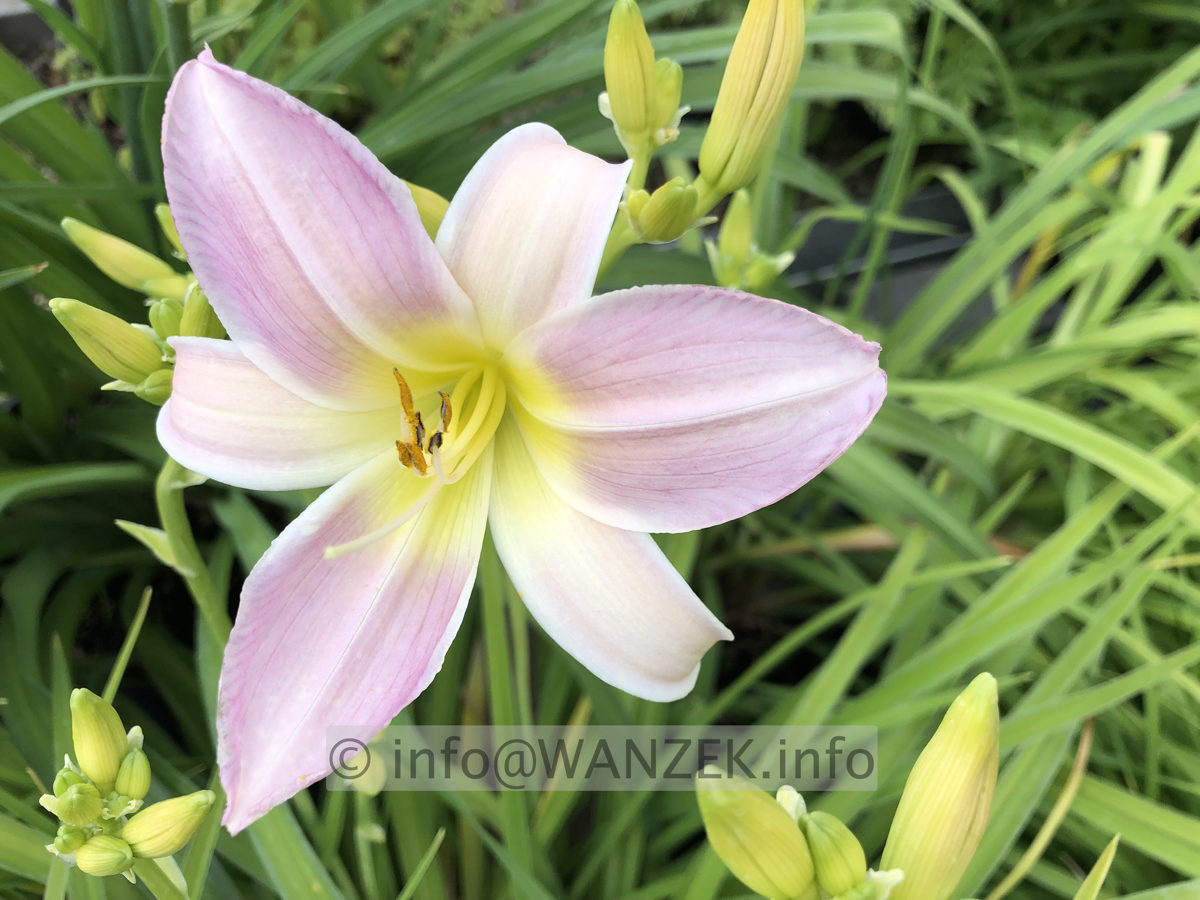 Hemerocallis Catherine Woodbury 001.JPG
